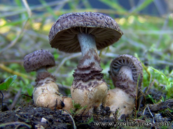 Squamanita odorata
