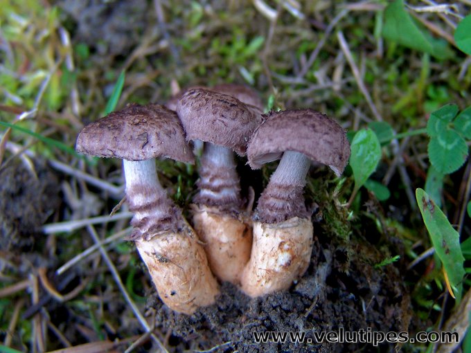 Squamanita odorata