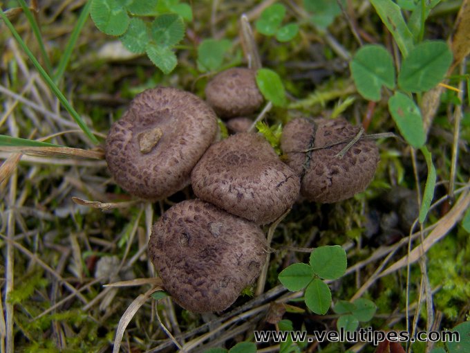 Squamanita odorata