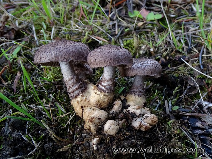 Squamanita odorata