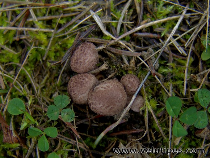 Squamanita odorata