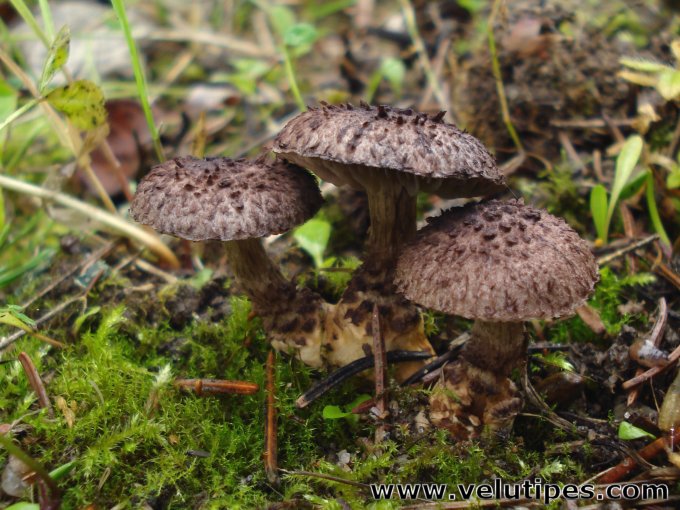 Squamanita odorata