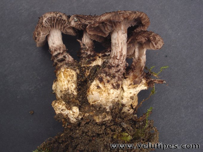 Squamanita odorata