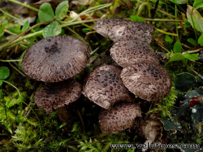 Squamanita odorata