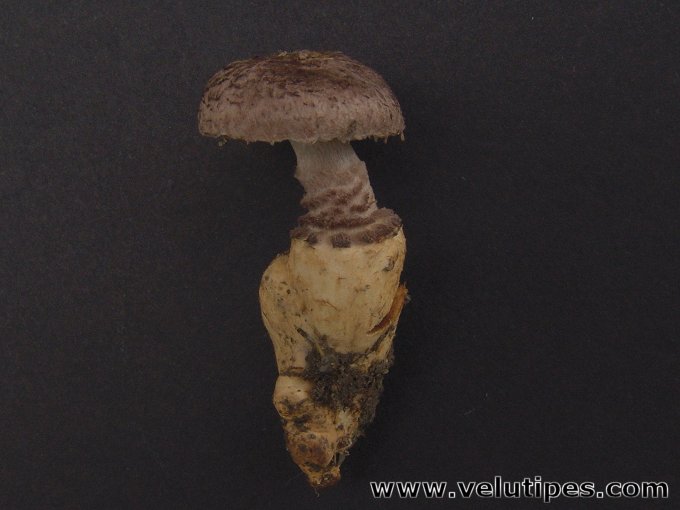 Squamanita odorata
