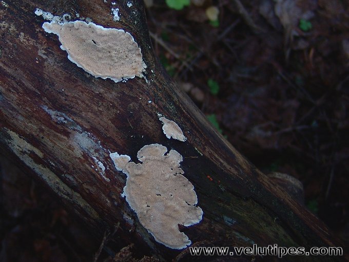 Steccherinum ochraceum