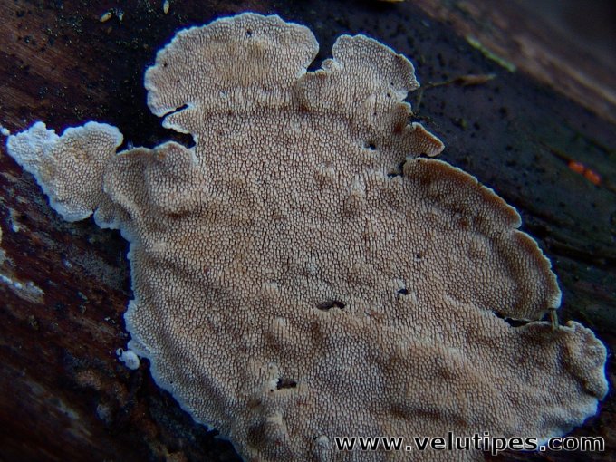 Steccherinum ochraceum