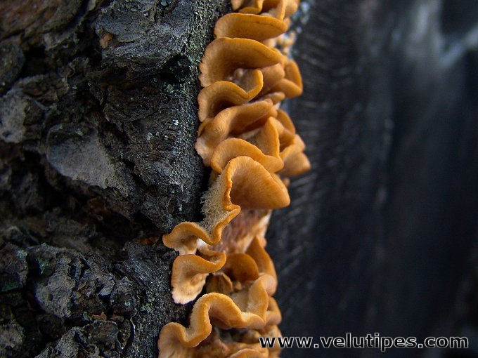 Stereum hirsutum