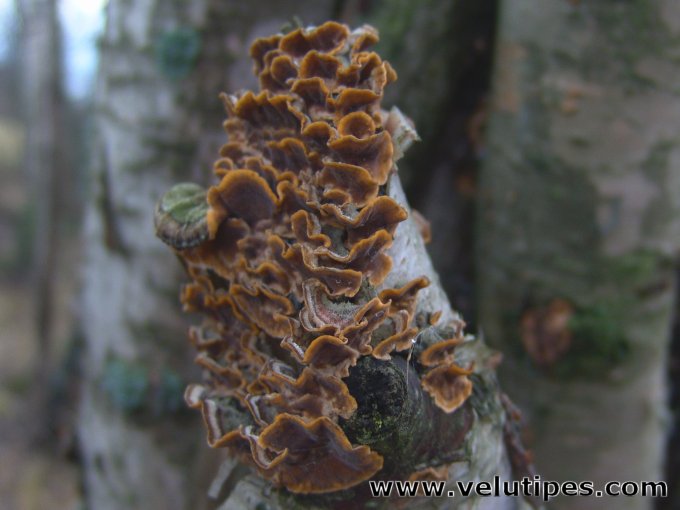 Stereum hirsutum