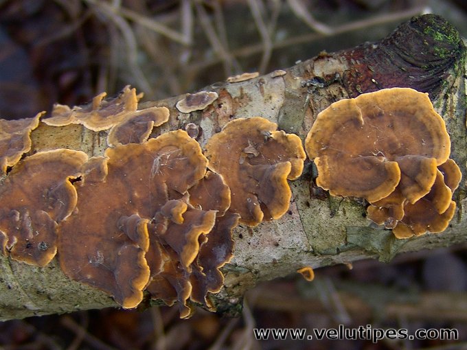 Stereum hirsutum