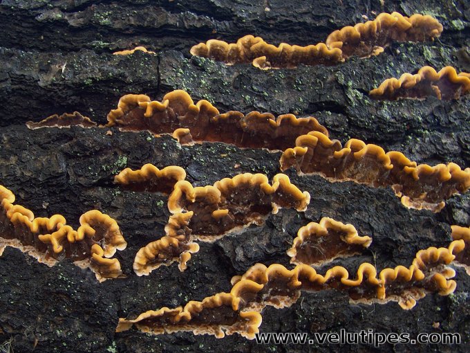 Stereum hirsutum