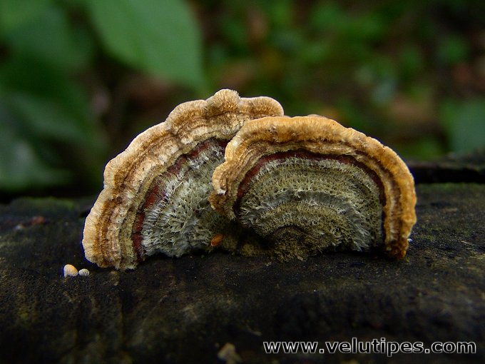 Stereum hirsutum