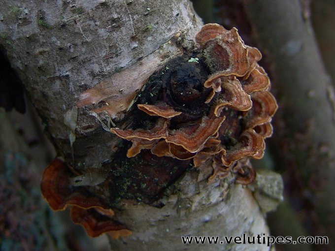 Stereum hirsutum