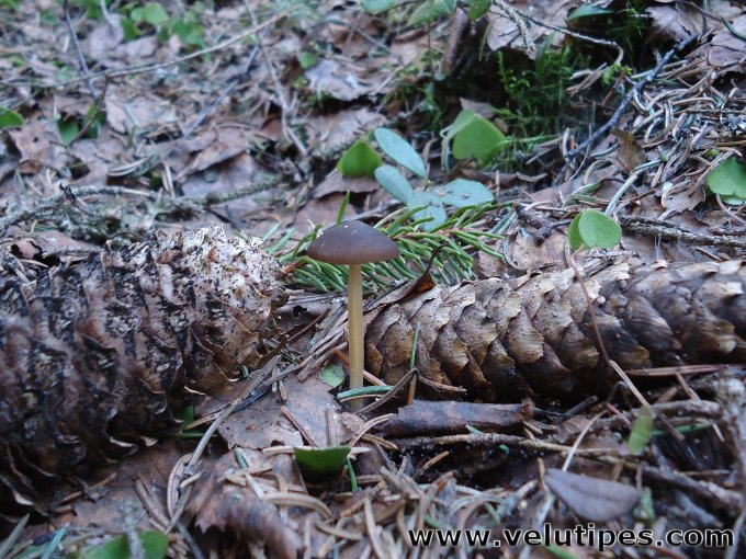 Strobilurus esculentus