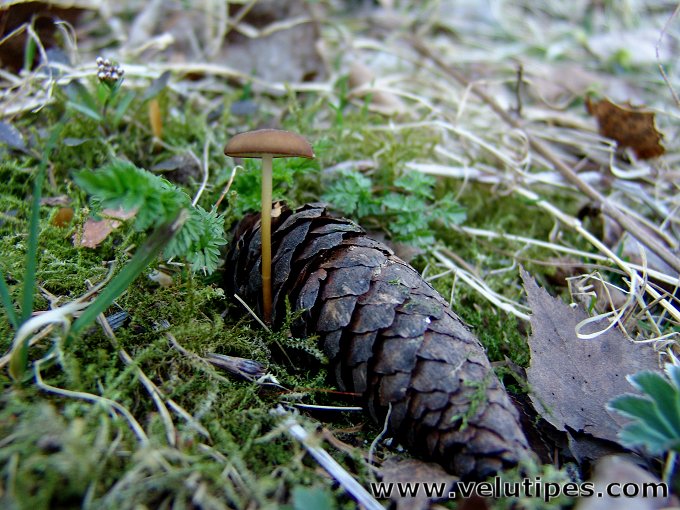 Strobilurus esculentus