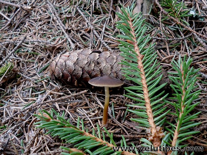 Strobilurus esculentus