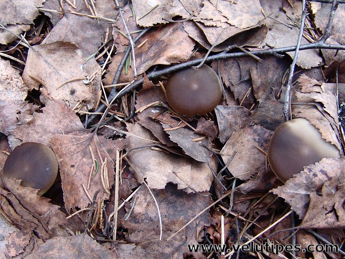 Strobilurus esculentus