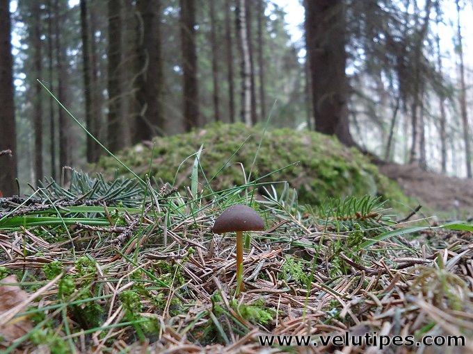 Strobilurus esculentus