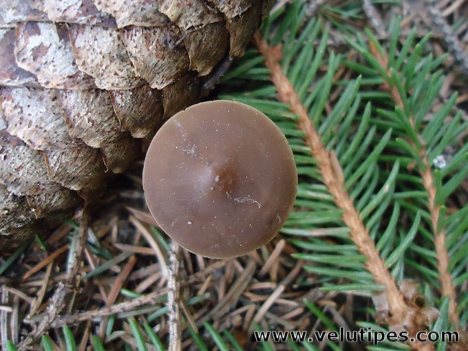 Strobilurus esculentus