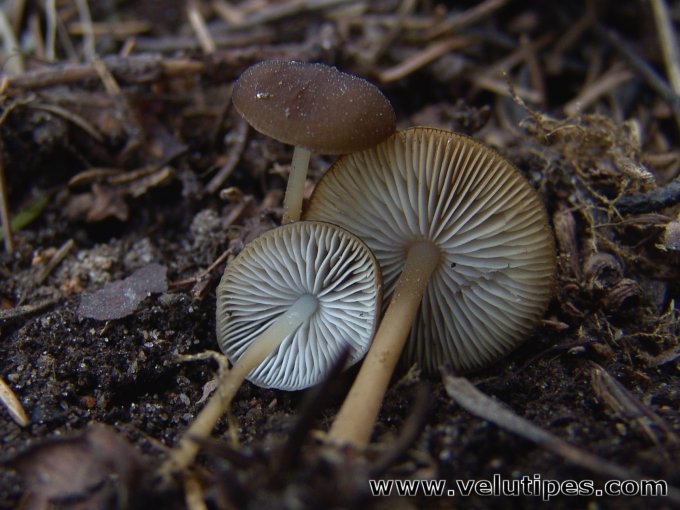 Strobilurus esculentus