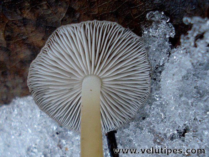 Strobilurus esculentus