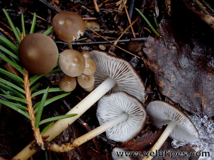 Strobilurus esculentus