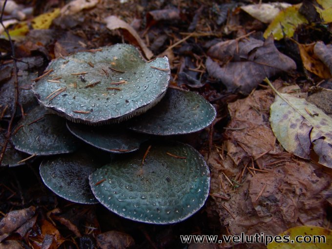 Stropharia aeruginosa