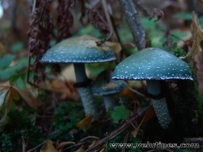 Stropharia aeruginosa