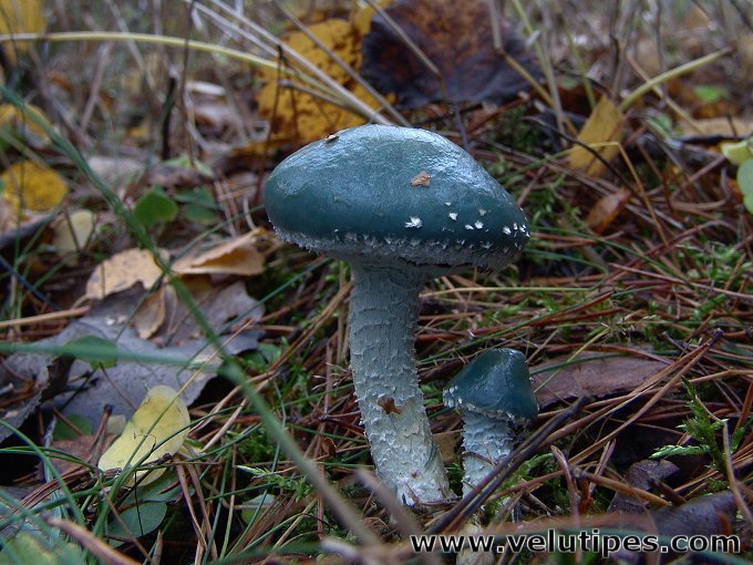 Stropharia aeruginosa