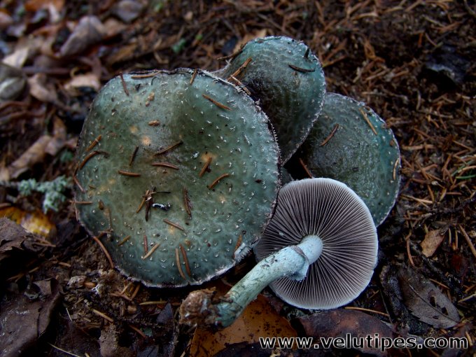 Stropharia aeruginosa