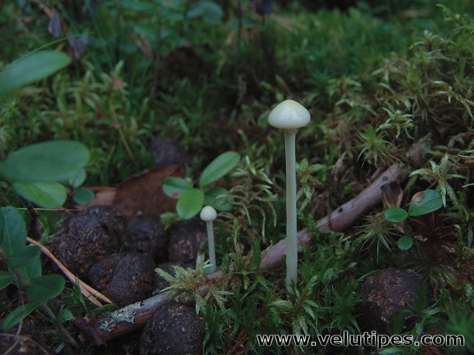 Stropharia alcis 