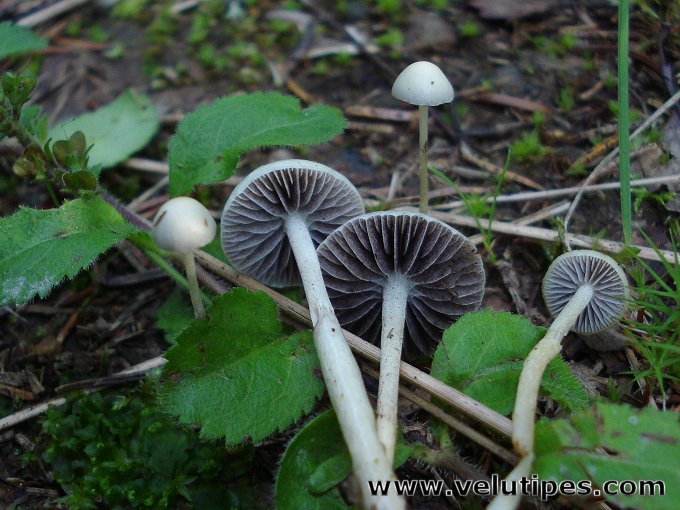  Stropharia alcis 