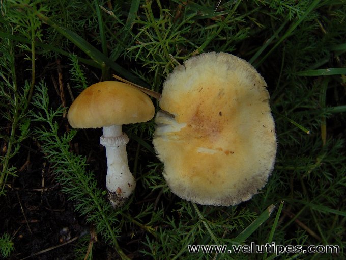 Stropharia coronilla