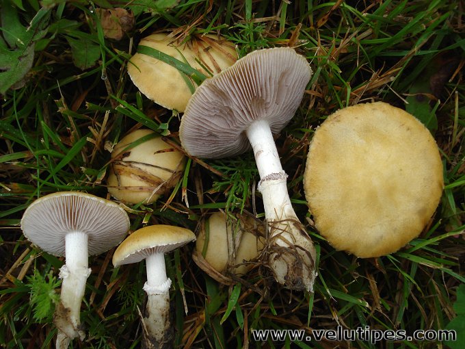 Stropharia coronilla