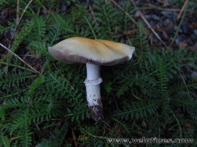 Stropharia coronilla
