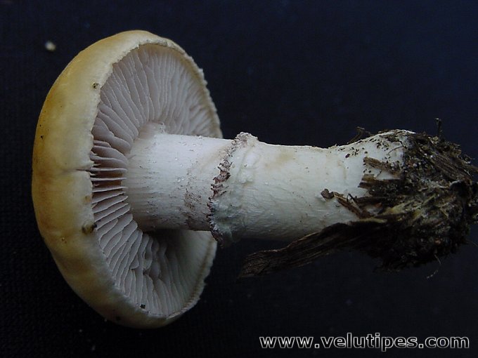 Stropharia coronilla