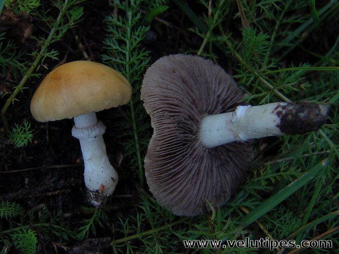 Stropharia coronilla
