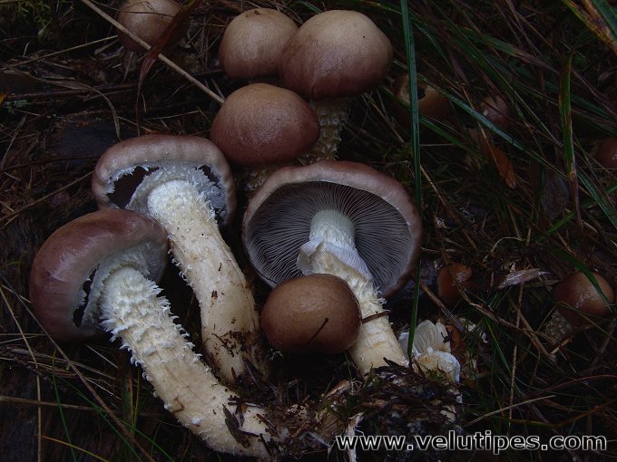 Stropharia hornemannii