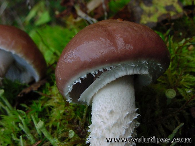 Stropharia hornemannii