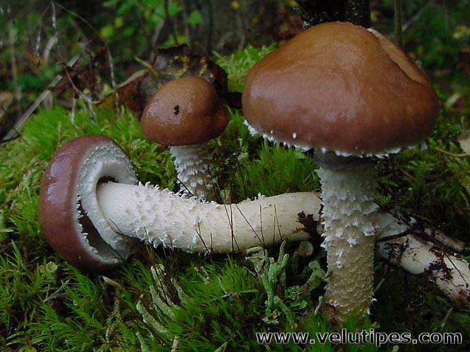 Stropharia hornemannii