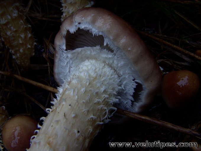 Stropharia hornemannii