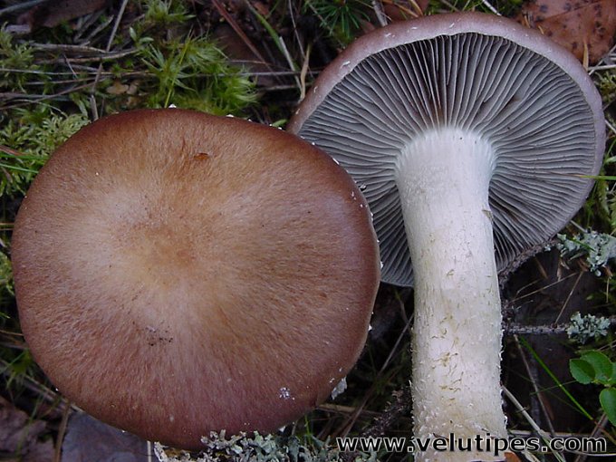Stropharia hornemannii