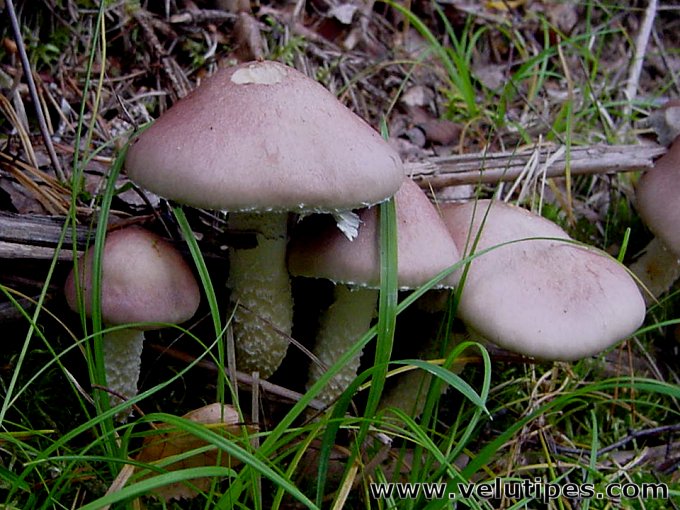 Stropharia hornemannii