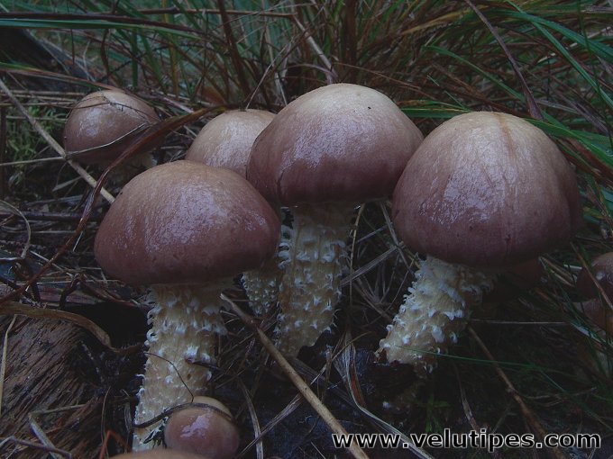 Stropharia hornemannii