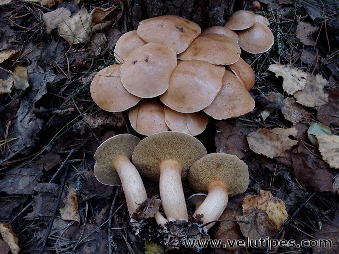  Suillus bovinus 