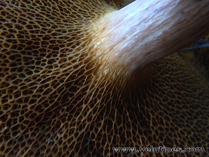  Suillus bovinus 