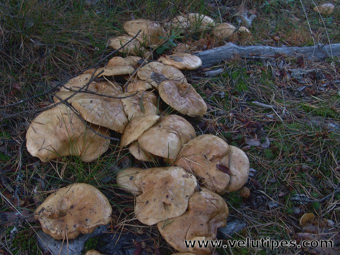  Suillus bovinus 