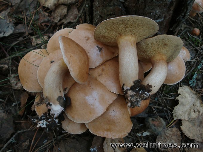  Suillus bovinus 