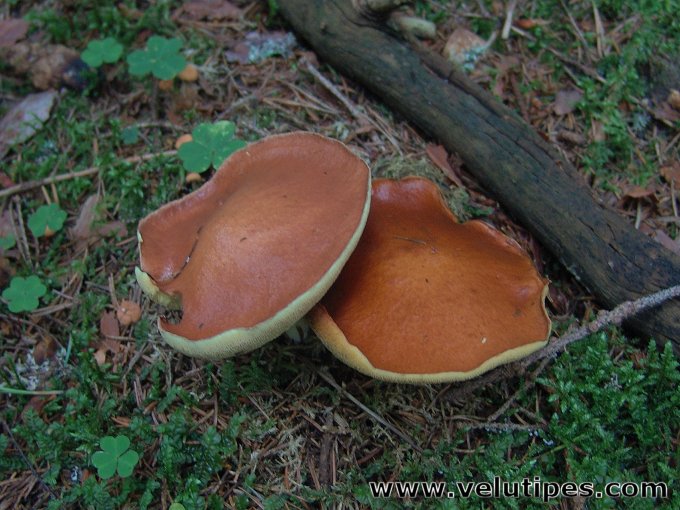 Suillus granulatus