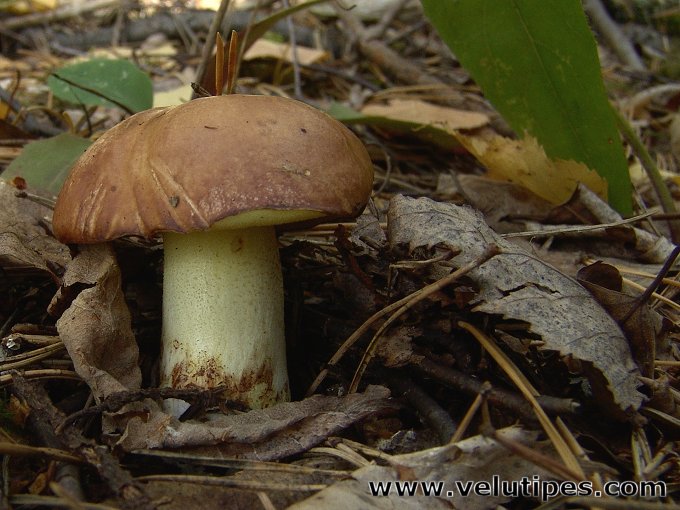 Suillus granulatus